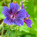 Geranium After the Rain