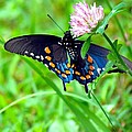 Pipevine Swallowtail Hanging On