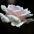 Soft Rose