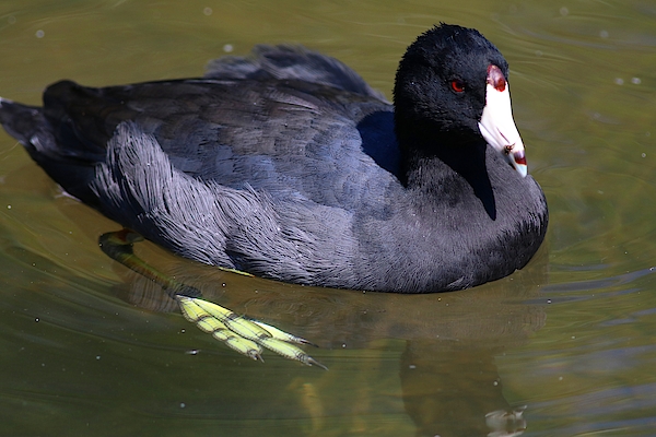 American Coot by Carol Montoya American Coot by Carol Montoya