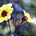 Bokeh Flower