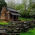 Oliver's Cabin Among The Dogwood Of The Great Smoky Mountains National Park