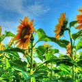 Sunshine